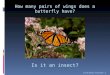 How many pairs of wings does a butterfly have? Is It An Insect, Yes Or No? 1 Is it an insect?