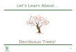 1 Let’s Learn About… Deciduous Trees!. 2 What Is a Deciduous Tree? Has broad, flat leaves –Leaves are green in summer –Leaves turn colors in the fall