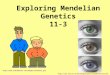 Exploring Mendelian Genetics 11-3  20tutorial.htm