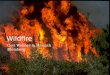 Wildfire Cori Webber & Hannah Blomberg. Definition of Wildfire A Wildfire is “a sweeping and destructive conflagration especially in a wilderness or a