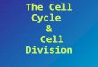 The Cell Cycle & Cell Division. The Cell Cycle