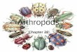 Arthropods Chapter 28. Arthropods include: Insects, Arachnids, Crustaceans, Centipedes