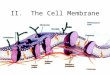 II. The Cell Membrane. A. Cell Membrane Function 1.Transport Proteins are selectively permeable- regulate what materials enter and exit the cell 2.Enzymes