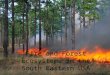 Fire and Forest Ecosystems in the South Eastern USA Jennifer Wright Photo Richard T. Bryant