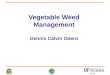 Dennis Calvin Odero Vegetable Weed Management. Vegetable production Important to the economy of Palm Beach County −Lettuce, sweet corn, green beans, celery