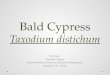 Bald Cypress Bald Cypress Taxodium distichum Conifers Meridan Tapert Environmental Science & Natural Resources October 31 st, 2014