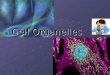 Cell Organelles. Cell Organelles Organelle= “little organ” Are mainly found only inside eukaryotic cells – exception is the ribosome – found in prokaryotes