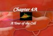 Chapter 4A A Tour of the Cell. Cytology: science/study of cells Light microscopy Electron microscopy TEM~ electron beam to study cell detail SEM~ electron