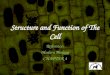 Structure and Function of The Cell Reference: Modern Biology CHAPTER 4