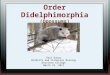 Order Didelphimorphia (Opossums) Paul Dunay Wildlife and Fisheries Biology Keystone College March 21, 2011