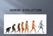 Kingdom Animal Phylum Chordate Class Mammal Order Primates Family Hominids Genus Homo Species Sapiens