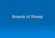 Breeds of Sheep. Barbado The Barbado breed originated in Texas. The breed originated from Barbados Blackbelly sheep which were crossed with Rambouillet