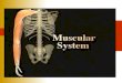 Muscular system. Purpose of muscles Stabilize joints  Work with tendons to reinforce and stabilize joints that have poorly fitting articulating surfaces