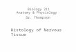 Biology 211 Anatomy & Physiology I Dr. Thompson Histology of Nervous Tissue