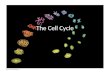 The Cell Cycle. Key Concepts Most division results in genetically identical cells Cell cycle consists of alternating periods of mitosis and interphase