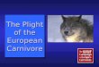 The Plight of the European Carnivore Iberian Lynx Eurasian Lynx Brown Bear Grey Wolf European Carnivores at Risk