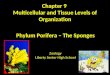 Chapter 9 Multicellular and Tissue Levels of Organization Phylum Porifera – The Sponges Zoology Liberty Senior High School