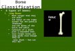 Bone Classification 4 types of bones: 1.Long Bones Much longer than they are wide. All bones of the limbs except for the patella (kneecap), and the bones