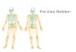 The Axial Skeleton. THE SKELETAL SYSTEM The Axial Skeleton The skeleton consists of – Bones (206) – Cartilages – Joints – also called articulations, are