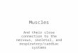 Muscles And their close connection to the nervous, skeletal, and respiratory/cardiac systems