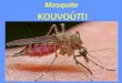 Mosquito κουνούπι. Anatomy of a mosquito The female mosquitoes suck blood of animals and humans. They especially attack when they feel the sweat and