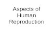 Aspects of Human Reproduction. Histology of ovary