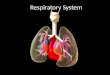 Respiratory System. Breathing (ventilation): air in to and out of lungs External respiration: gas exchange between air and blood Internal respiration: