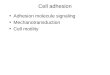 Cell adhesion Adhesion molecule signaling Mechanotransduction Cell motility
