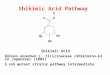 Shikimic Acid Pathway Shikimic Acid Illicium anisatum L. Illicinaceae {Shikimino-ki in Japanese} (1885) E. coli mutant strains pathway intermediate