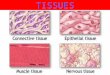 TISSUES. Types of Epithelial Membranes Serous line body cavities that lack openings to outside reduce friction inner lining of thorax and abdomen cover