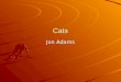 Cats Jon Adams. What is a Cat? An animal A Pet Furry