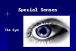 Special Senses The Eye. Overview of the Eye Eye acts like a camera – –Lens adjusts to bring object into focus – –Pupil constricts to allow less light
