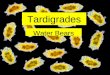 Tardigrades Water Bears. Tardigrade – Water Bear A tardigrade is a member of an obscure group of invertebrates (Tardigrada) located between the nematodes