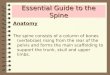 Essential Guide to the Spine Anatomy The spine consists of a column of bones (vertebrae) rising from the rear of the pelvis and forms the main scaffolding