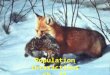 Population Interactions Ch. 51. Ecological Community Interactions between all living things in an area Coevolution  changes encourages by interactions