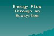 Energy Flow Through an Ecosystem.  Levels of Ecological Organization  Energy flows through these levels