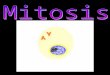 What is Mitosis? Mitosis: Cell division involving somatic (non- sex) cells Involves only diploid cells Form of asexual reproduction for some life (bacteria