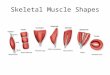 Skeletal Muscle Shapes. Fusiform muscles –thick in middle and tapered at ends Parallel muscles have parallel muscle fibers Convergent muscle –broad at