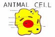 ANIMAL CELL. CELL MEMBRANE STRUCTURE Surrounds the cell FUNCTION Holds contents of cell inside (like skin) Keeps harmful substances out Controls what