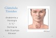 Glándula Tiroides Anatomía y fisiología 5 “C” Farmacia Iván Ocampo Alcocer