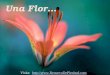 Una Flor… Visita: ://