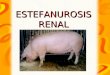 ESTEFANUROSIS RENAL. DEFINICIÓN Infestación debida a la presencia y acción del nematodo Stephanurus en riñón, grasa perirrenal y otros tejidos de cerdo