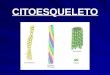 CITOESQUELETO. Citoesqueleto Compuesto por 4 tipos principales de filamentos proteicos –Filamentos de actina –Filamentos intermedios –Microtúbulos –Red