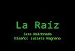 La Raíz Sara Maldonado Diseño: Julieta Magnano. Circulación de agua y solutos
