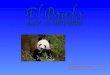 Heidar 5 eme A. Nombre común Oso panda Reino Animal Phylum Cordado Clase Mamífero Orden Carnívoro Familia Ursidae Nombre científico (género y especie)