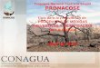 Programa Nacional Contra la Sequía PRONACOSE Guía para la formulación de PROGRAMAS DE MEDIDAS PREVENTIVAS Y DE MITIGACIÓN DE LA SEQUÍA Abril de 2013 1