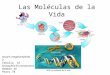 Las Moléculas de la Vida Ascaris megalocephala 2 Cebolla 16 Drosophila 8 cromosomas Hombre 46 Perro 78