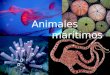 Animales marítimos. Cnidarios * Son animales invertebrados y su cuerpo tiene simetría radial. Los cnidarios pueden ser: - Pólipos - Medusas PólipoMedusa