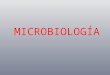 MICROBIOLOGÍA. Es la ciencia que se centra en el estudio de organismos microscópicos. Este estudio comprende la identificación y clasificación de los