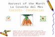 Harvest of the Month La Cosecha del Mes Carrots- Zanahorias Funded by the U.S. Department of Agriculture Food Stamp Program, an equal opportunity provider